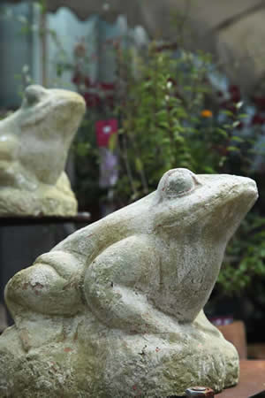 frosch